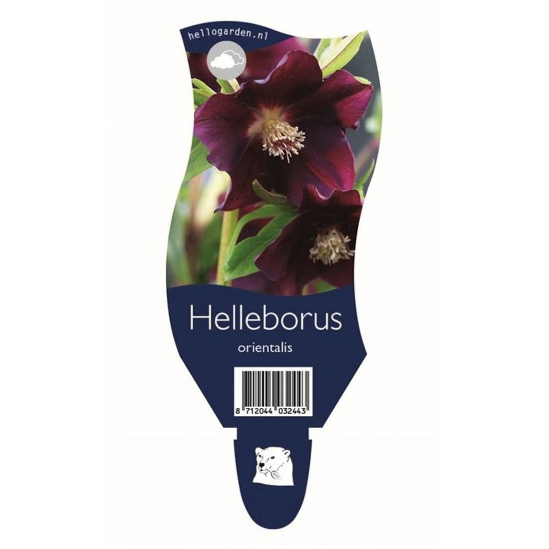 Julros – Helleborus orientalis - P11