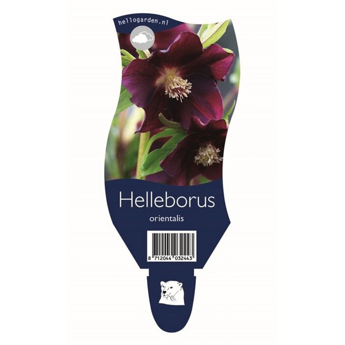 Julros – Helleborus orientalis - P11