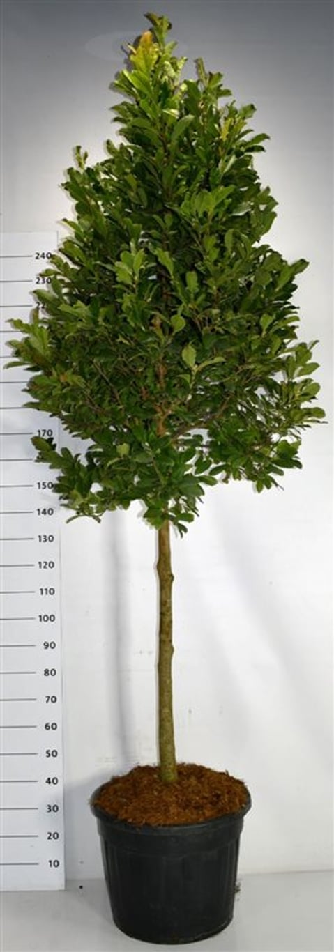 Hybridmagnolia – Magnolia loebneri &