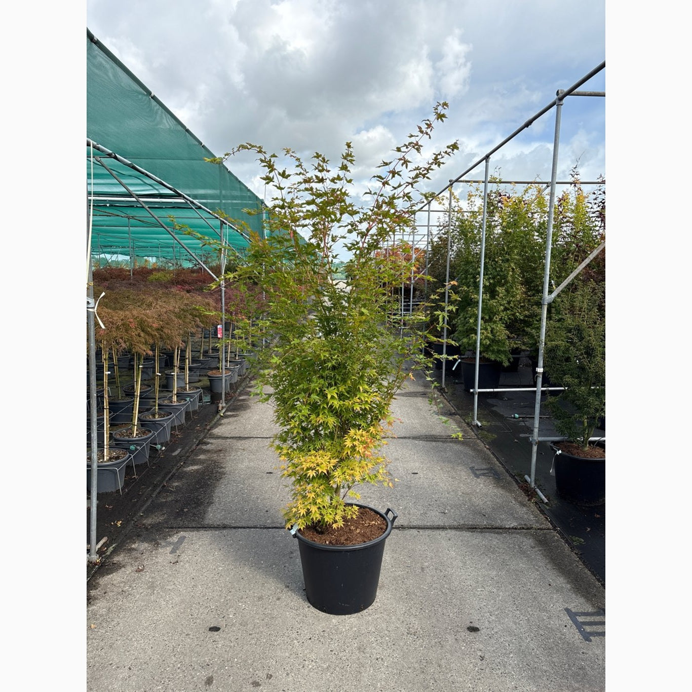 Japansk lönn – Acer pal. 'Sangokaku' - C65 175-200 CM