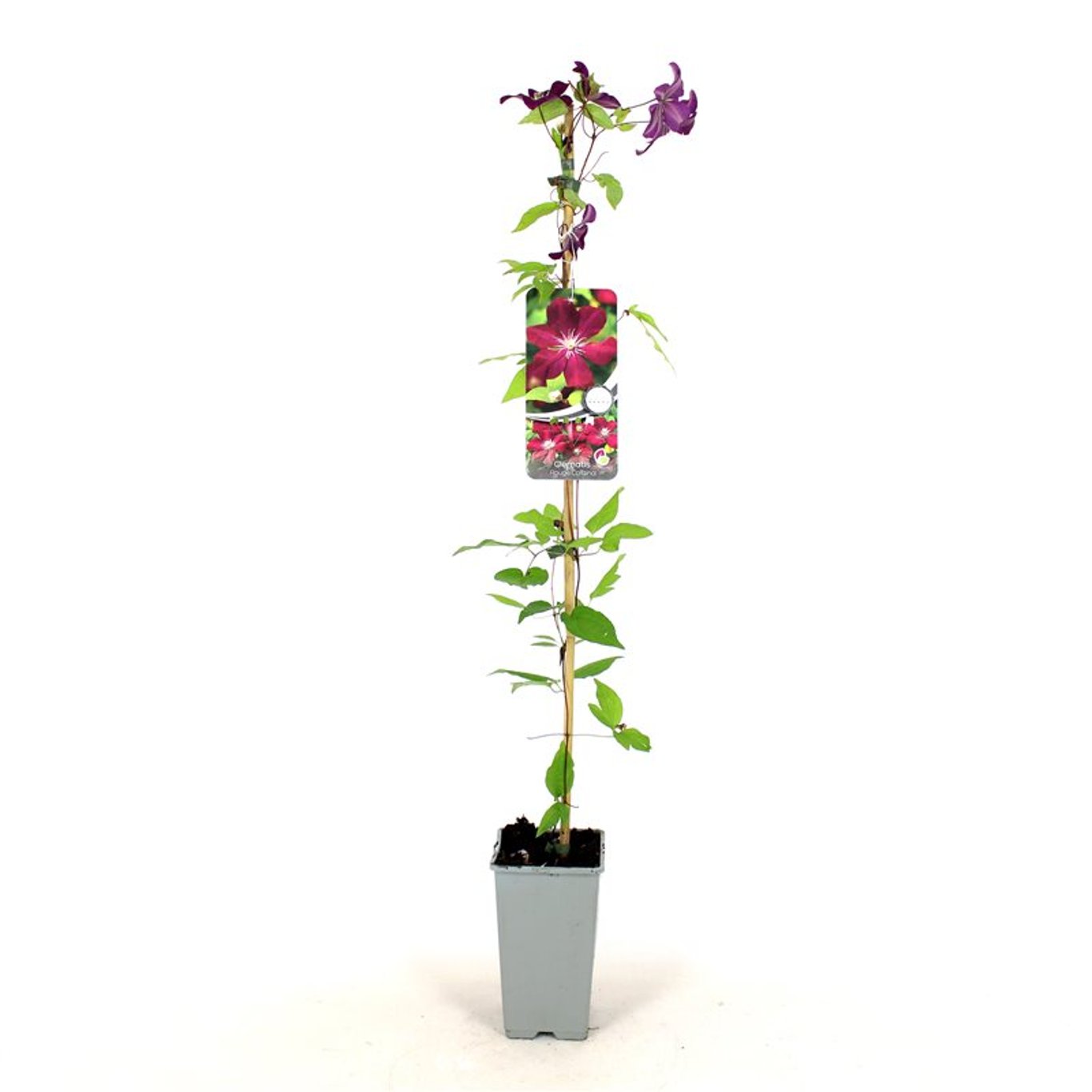 Klematis – Clematis 'Rouge Cardinal' - C2 80-100 CM Stick