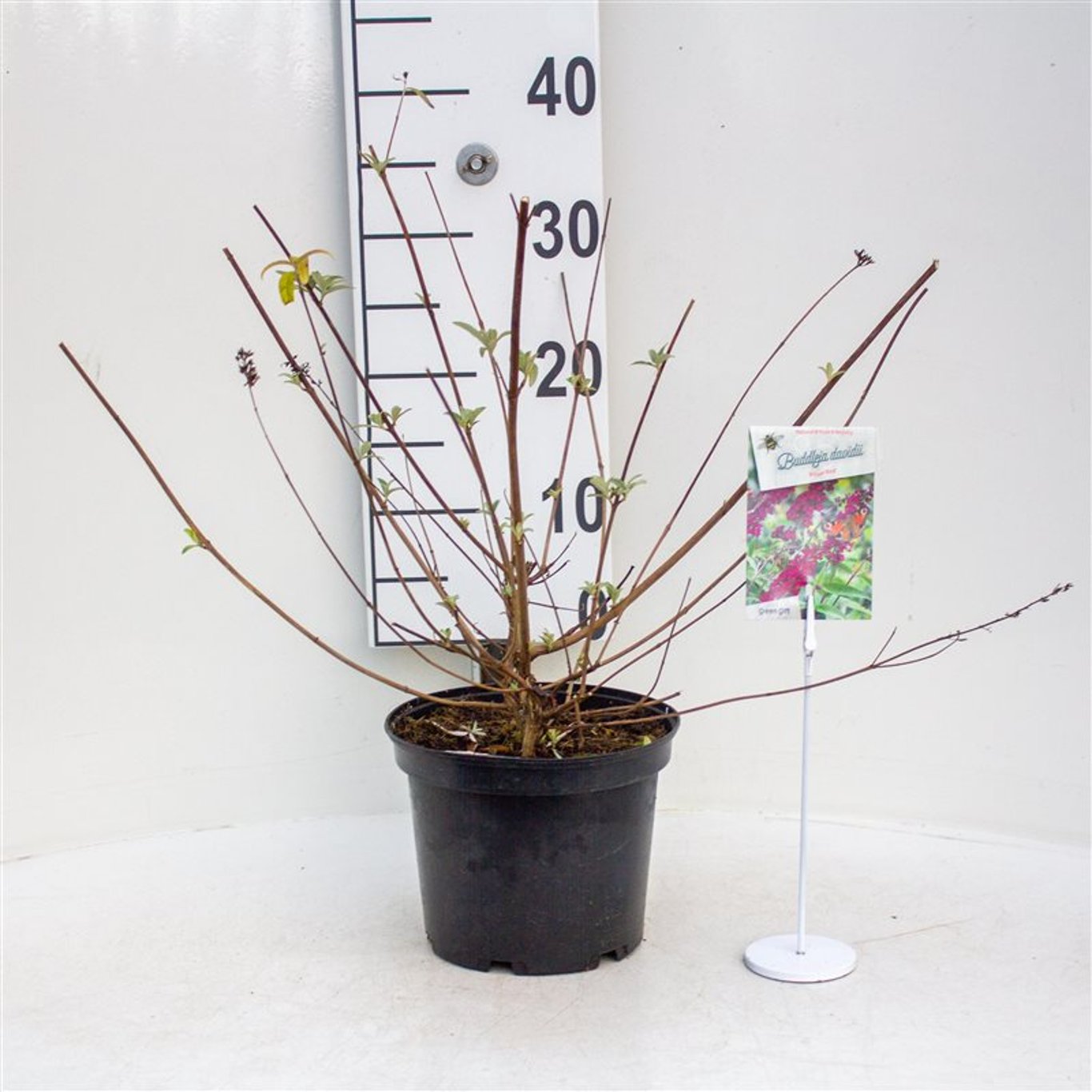 Sommarlilja – Buddleja d. 'Royal Red' - C3 40-50 CM