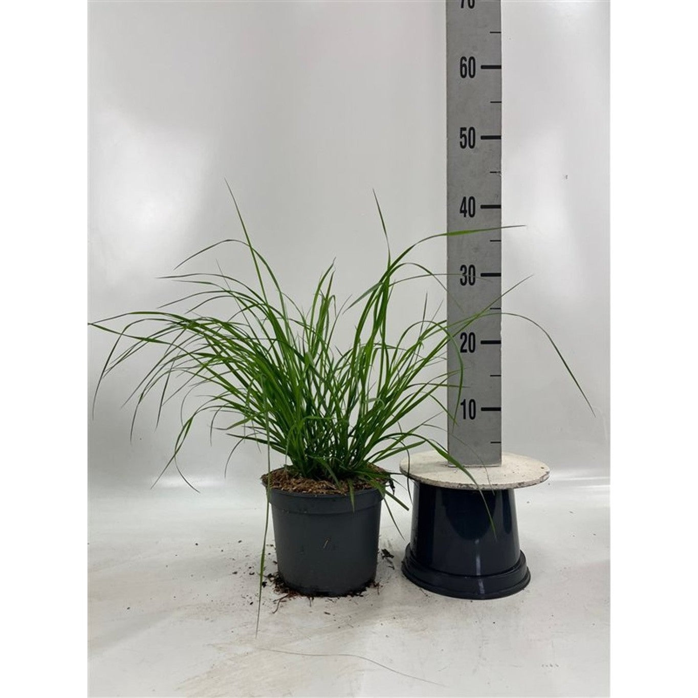 Lampborstgräs – Pennisetum alopecuroides 'Cassian' - C3