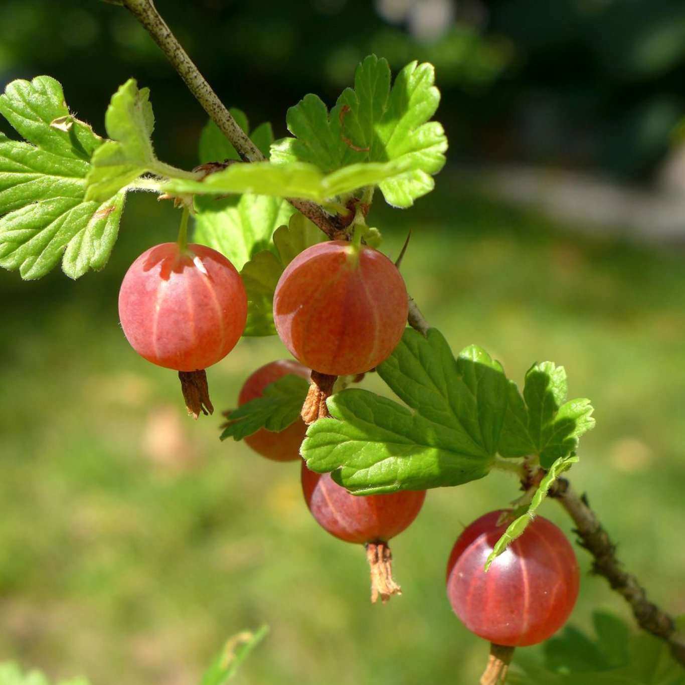 Krusbär – Ribes uva-crispa 'Hinnonmäki Röd' - C3 80-100 CM