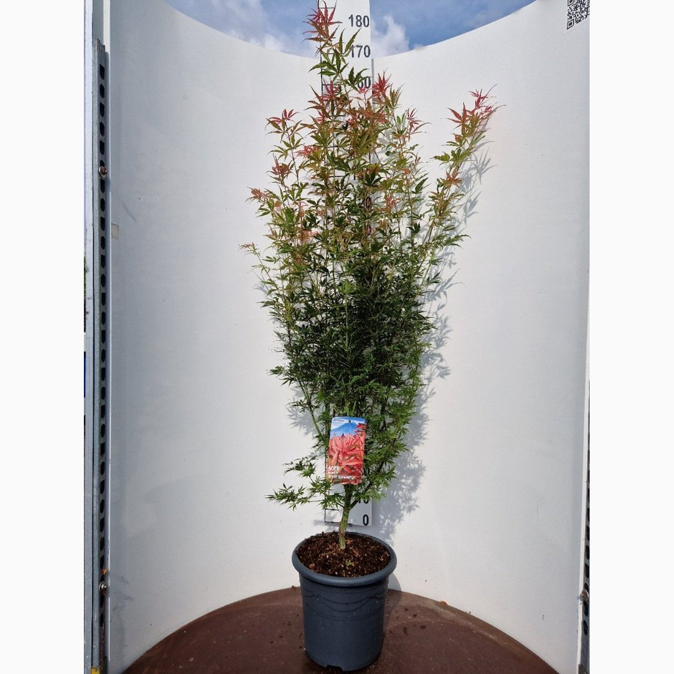 Japansk lönn – Acer pal. 'Jerre Schwartz' - C15 100-125 CM