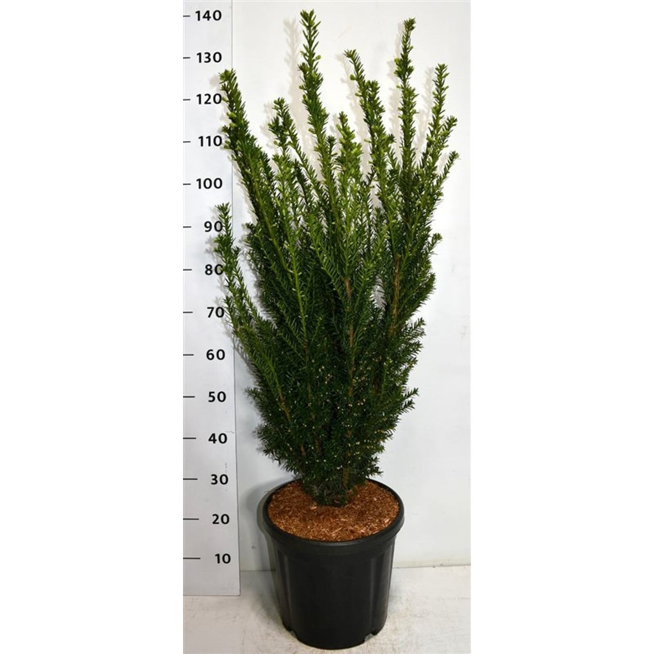 Hybrididegran – Taxus media 'Hillii' - C18 80-100 cm.