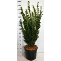 Hybrididegran – Taxus media 'Hillii' - C18 80-100 cm.