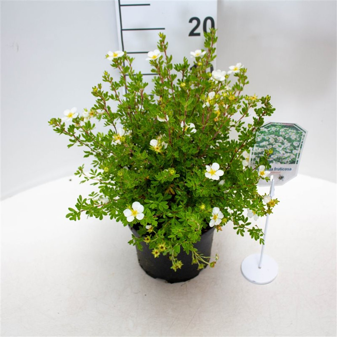 Praktspirea – Potentilla fruticosa 'Abbotswood' - C3 25-30 CM
