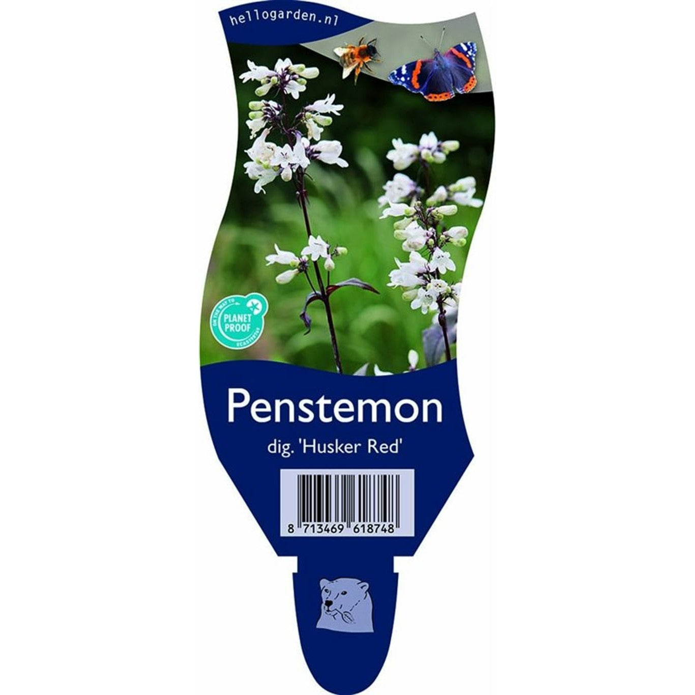 Penstemon – Penstemon digitalis 'Husker Red' - P11