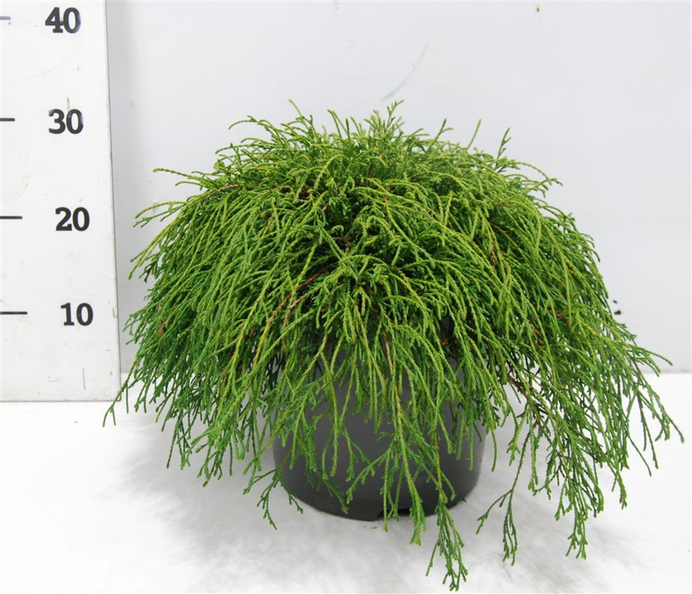 Ädelcypress – Chamaecyparis pisifera &
