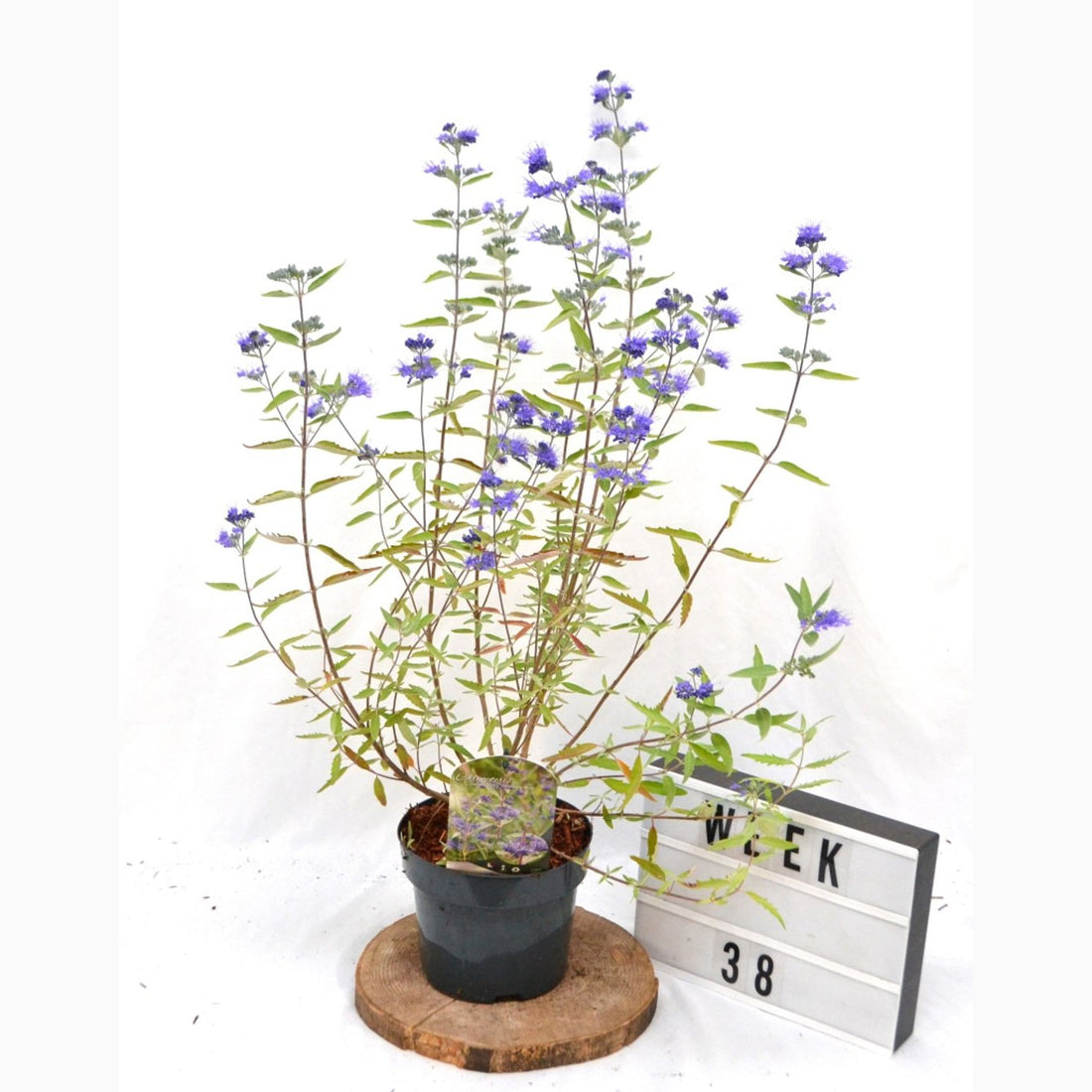 Blåspirea – Caryopteris clandonensis &