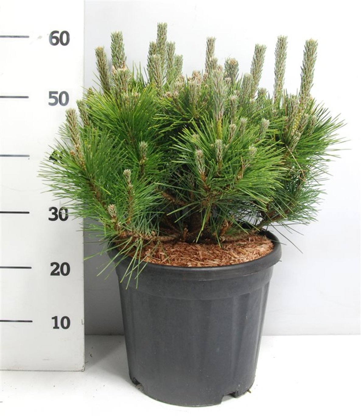 Japansk svarttall – Pinus thunbergii &