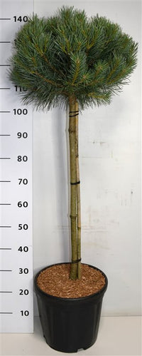 Tall – Pinus sylvestris 'Watereri' - C18 80 cm. Stam Extra