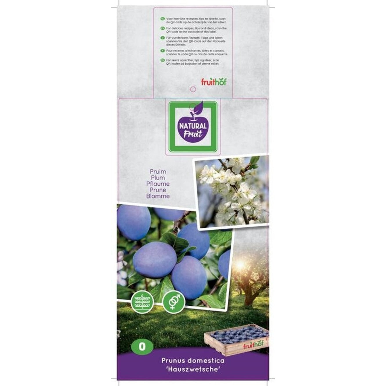 Plommon – Prunus domestica 'Hauszwetsche' - C7.5 150 CM Espalier