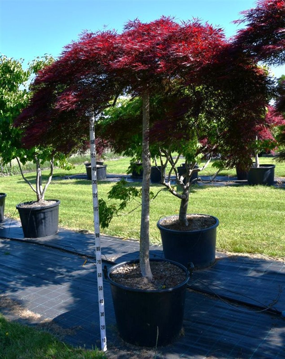 Japansk lönn – Acer palmatum &
