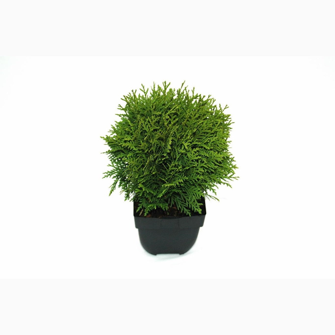 Thuja – Thuja occidentalis 'Danica' - C2