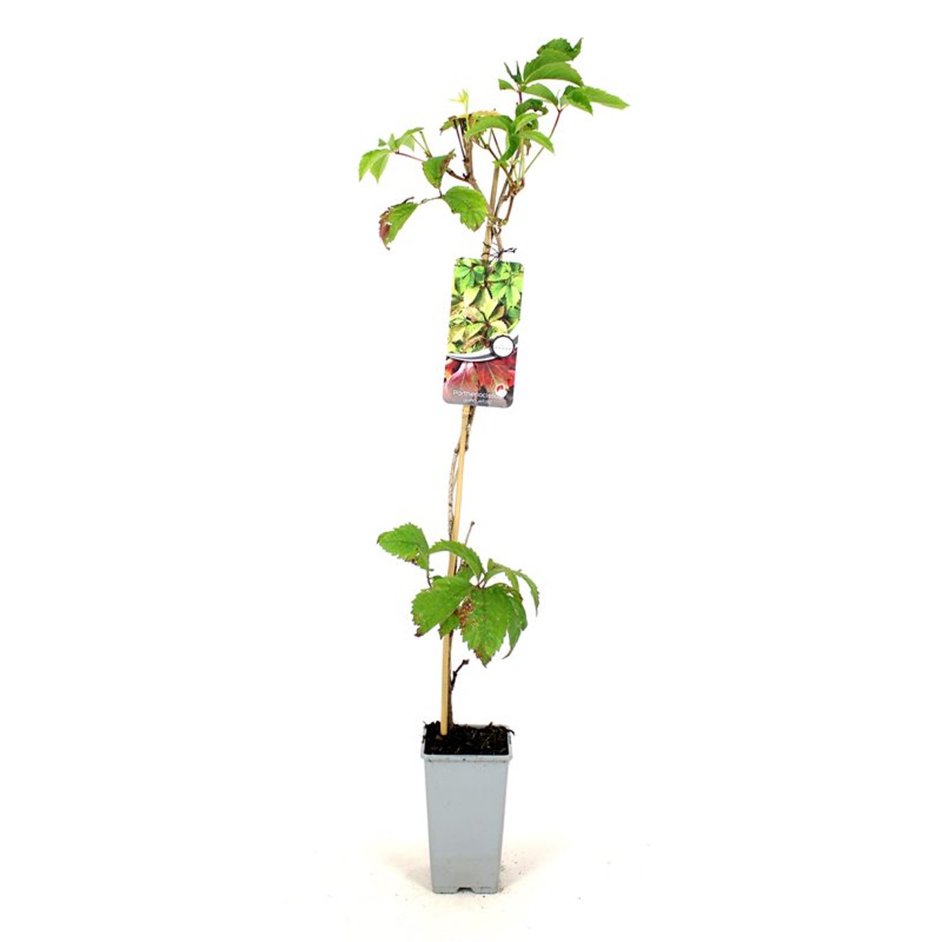 Klättervildvin – Parthenocissus quinquefolia - C2 80-100 CM Stick