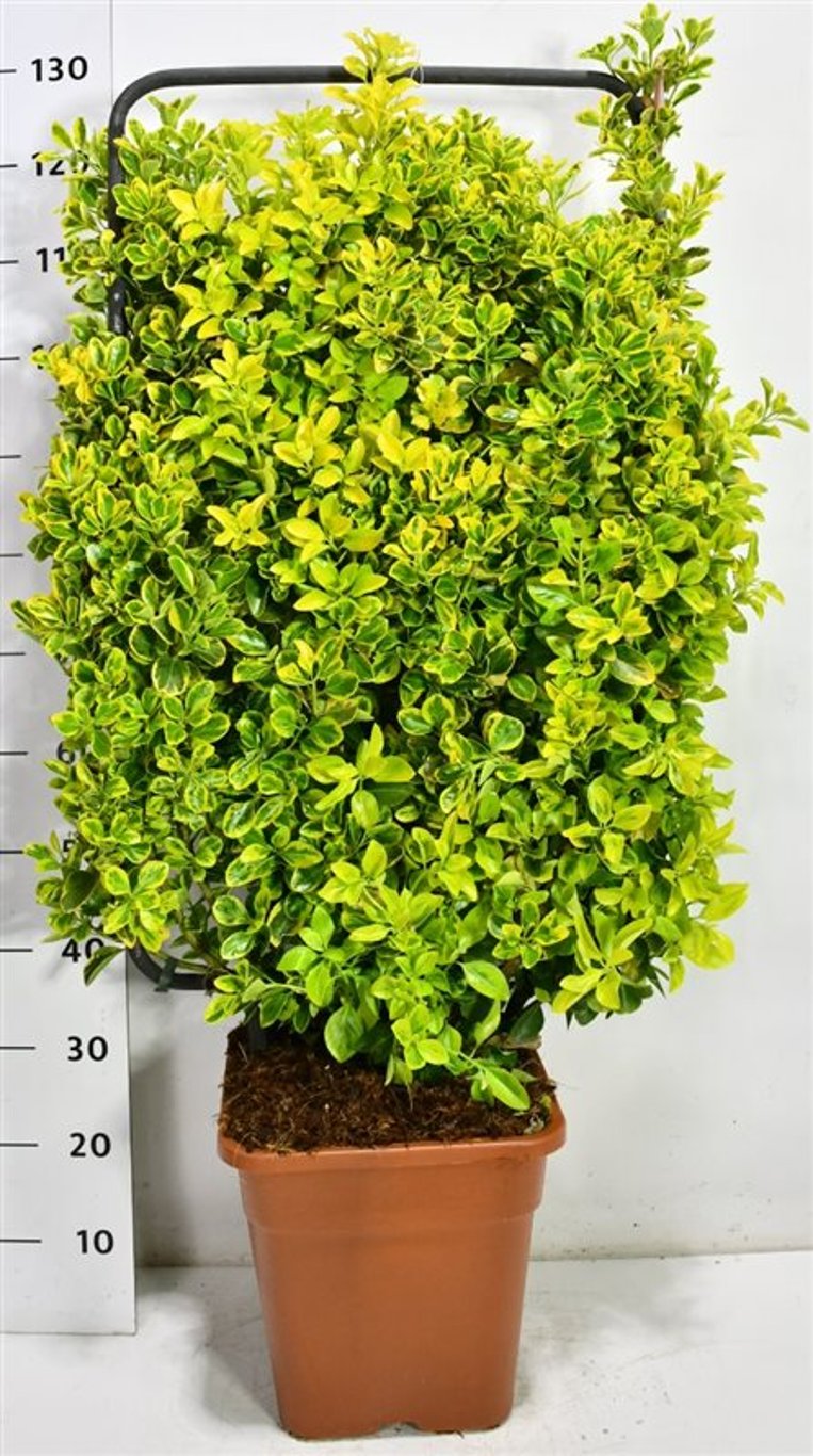 Japansk benved – Euonymus japonicus &