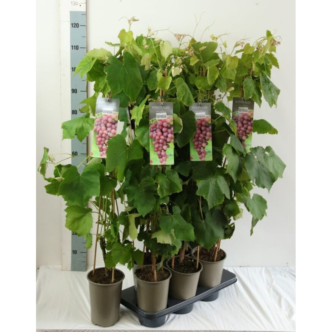 Vinranka – Vitis &