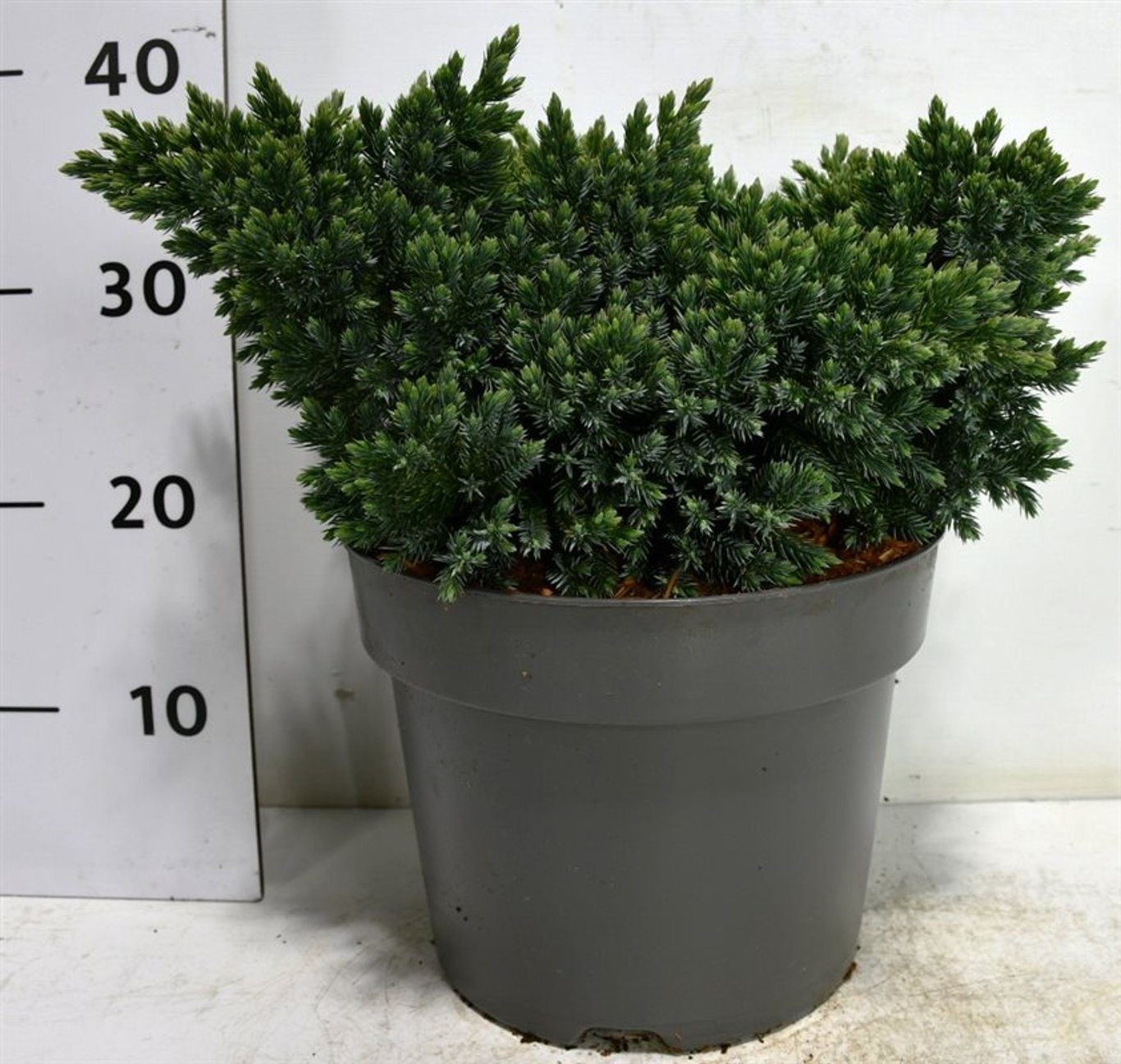 Himalaya-en – Juniperus squamata &