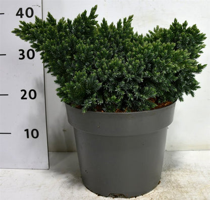 Himalaya-en – Juniperus squamata &