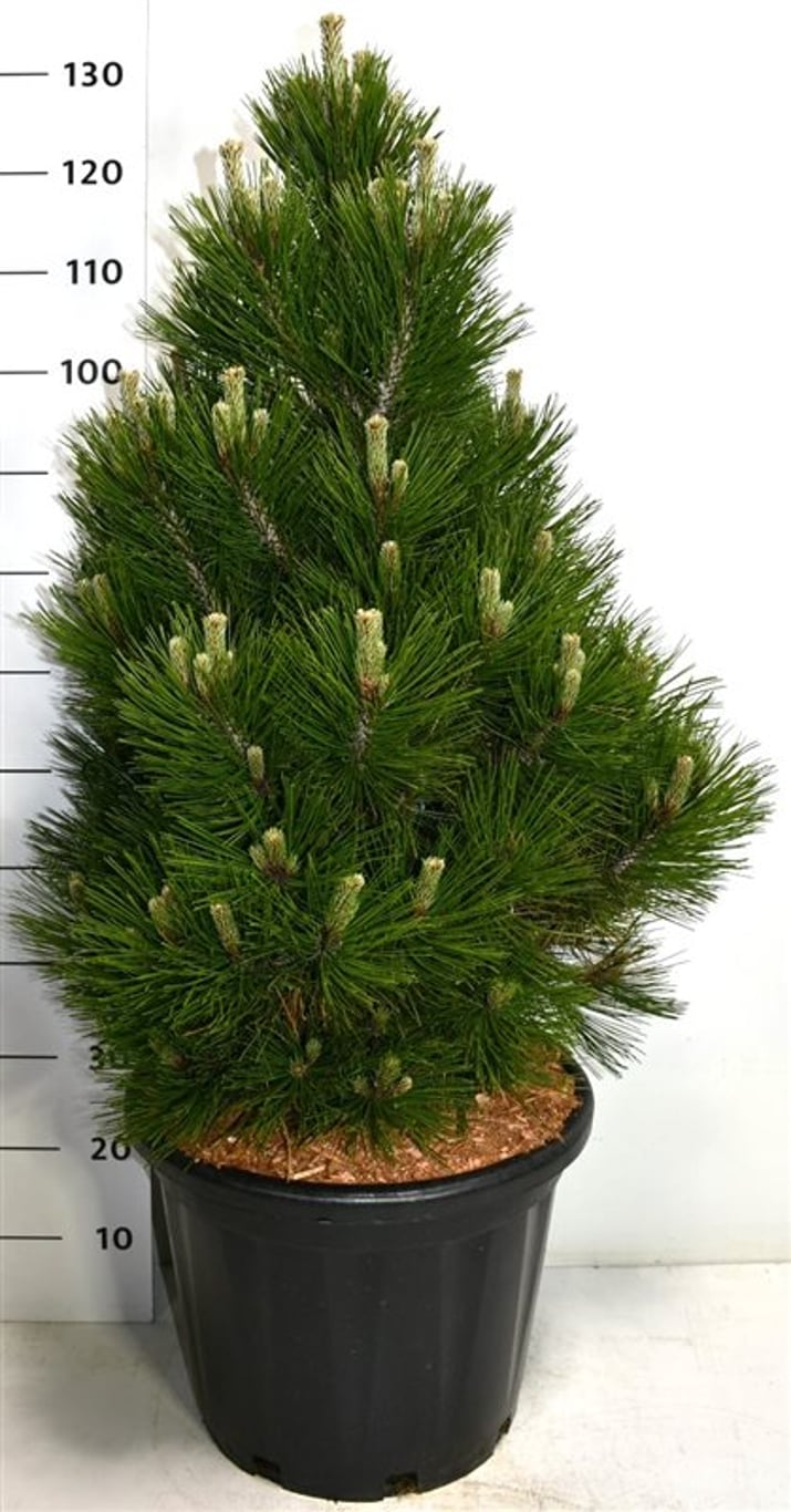 Balkantall – Pinus heldreichii &