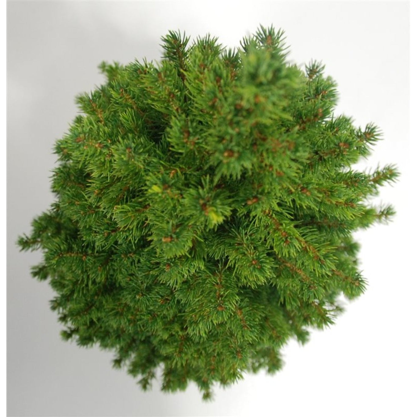 Vitgran – Picea glauca 'Perfecta' (Conica); - C5 60-70 CM