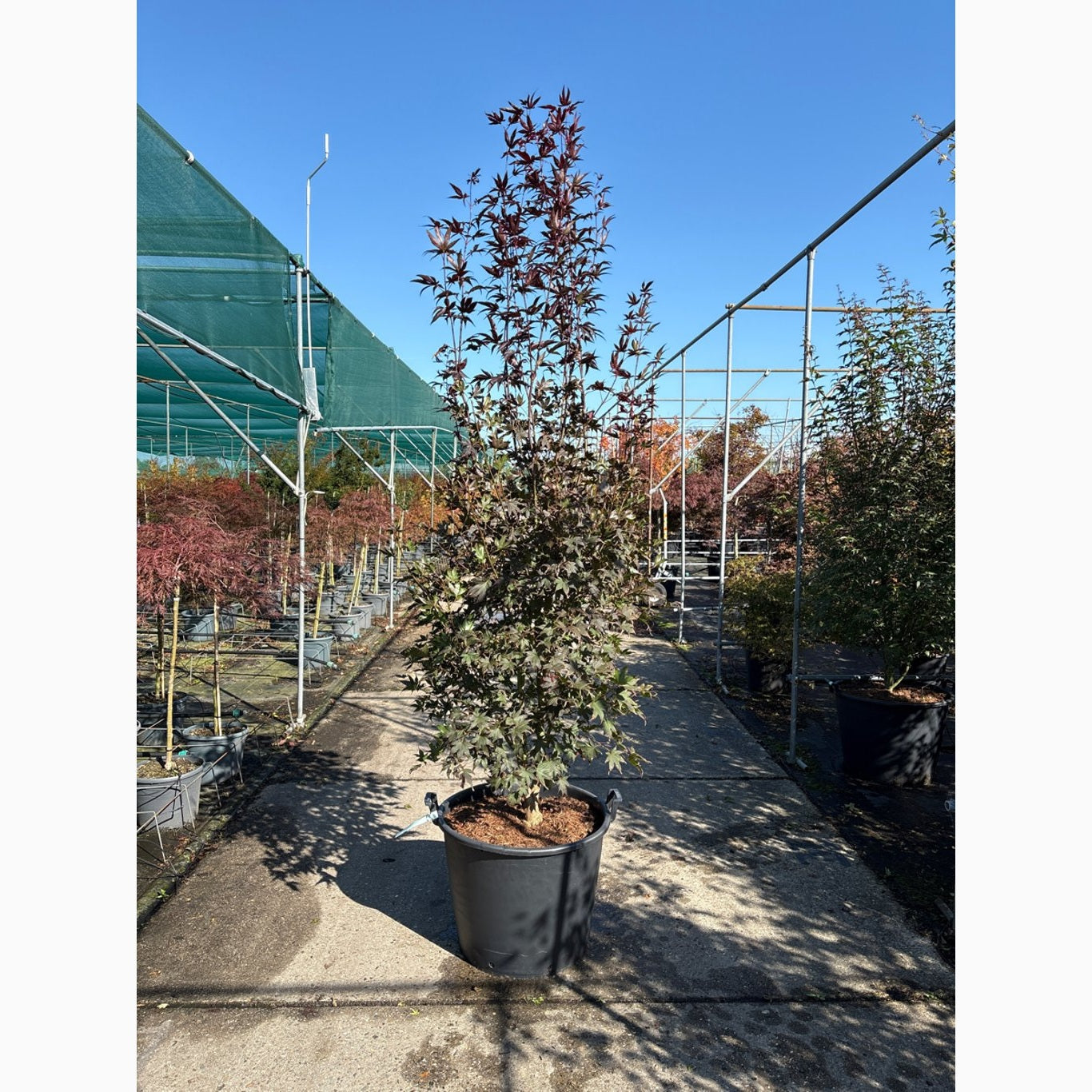 Japansk lönn – Acer pal. 'Bloodgood' - 250-300 CM in Cont.