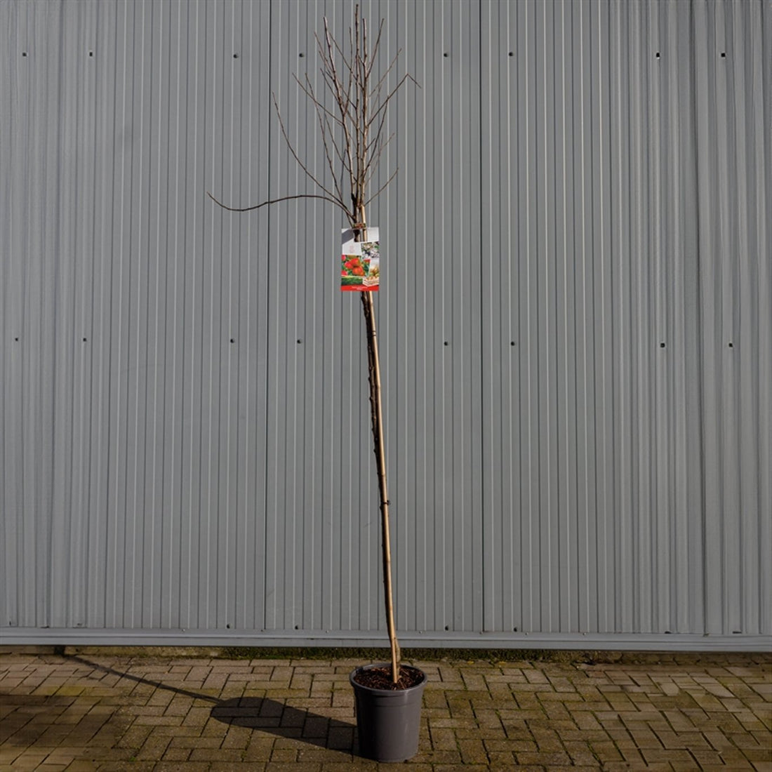 Äpple – Malus domestica &