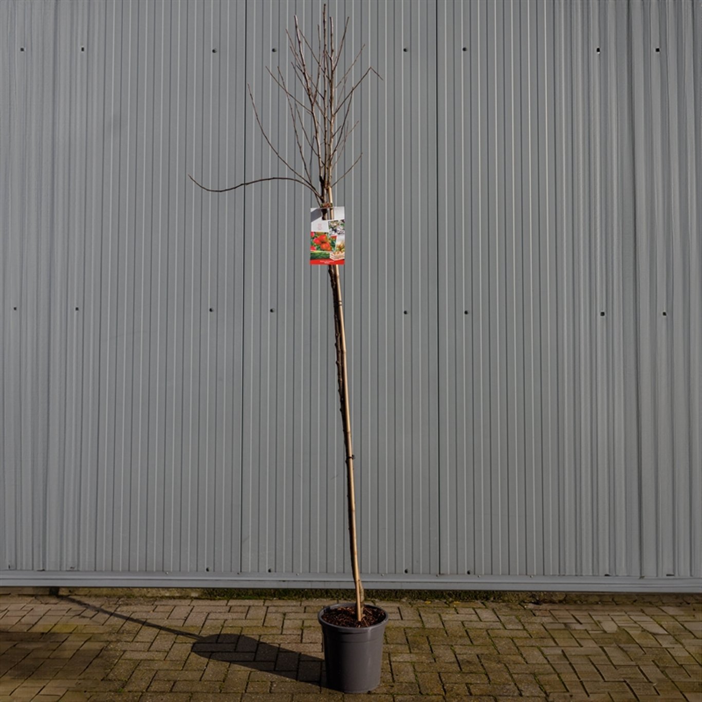 Äpple – Malus domestica 'Elstar' - C12 250-275 CM Hoogstam