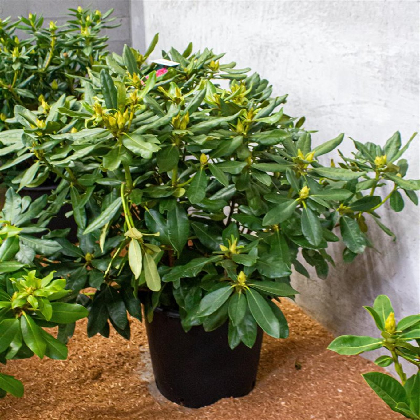 Rhododendron – Rhododendron 'Nova Zembla' - C40 70-80 CM