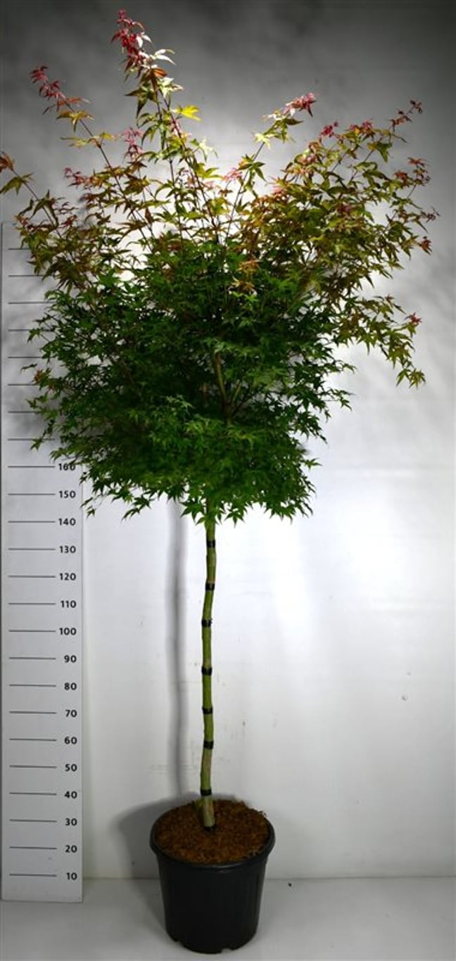 Japansk lönn – Acer palmatum &