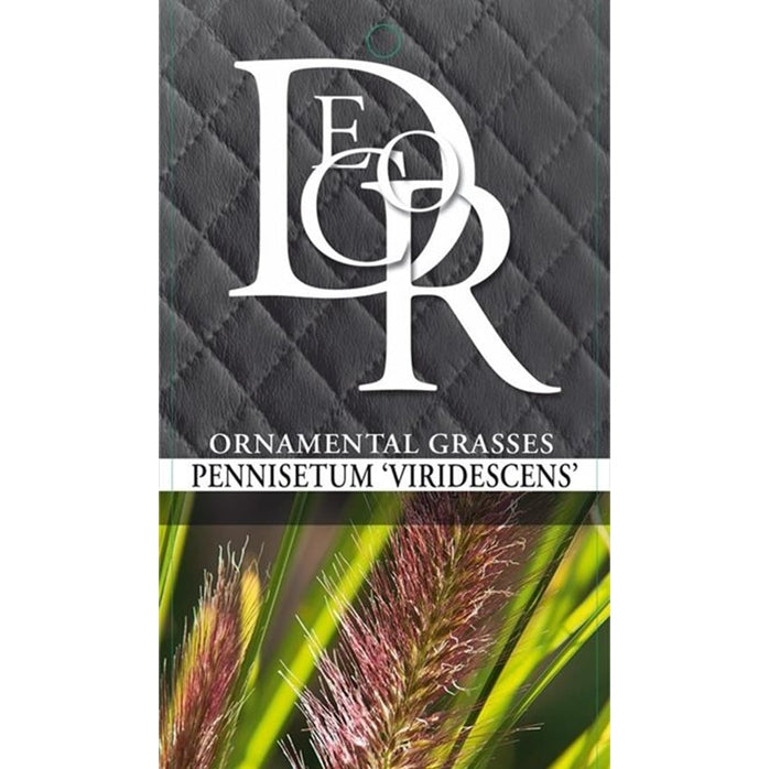 Lampborstgräs – Pennisetum alopecuroides viridescens - C2