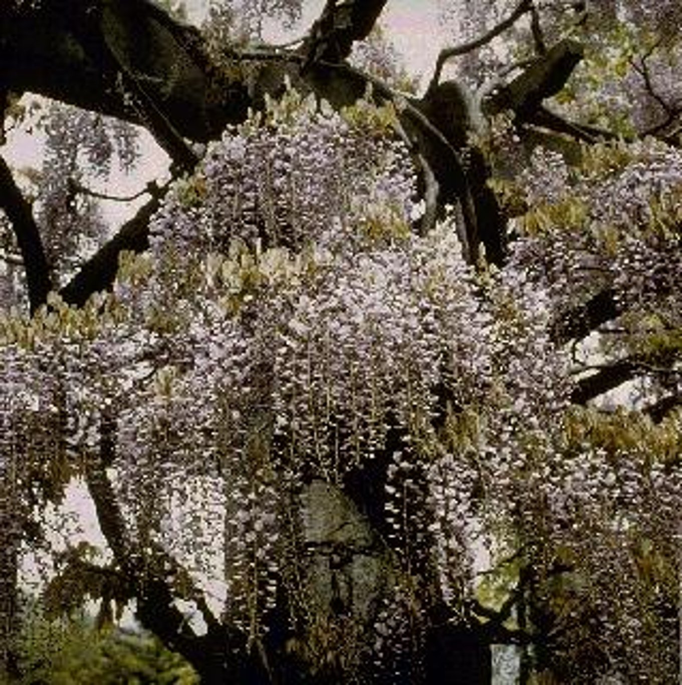 Kinesiskt blåregn – Wisteria sinensis - C35 300-350 CM