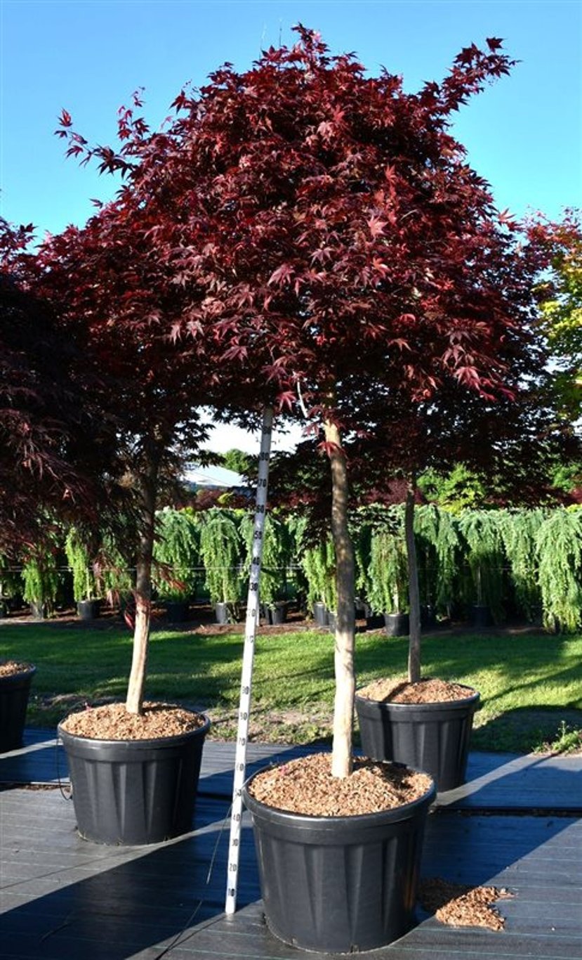 Japansk lönn – Acer palmatum &