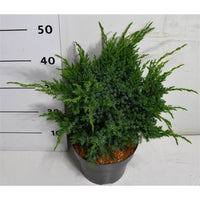 Himalaya-en – Juniperus squamata 'Blue Swede' - C5 30-40 cm.