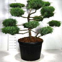 Hybrid-en – Juniperus media 'Hetzii' - C180 125-150 cm. Bonsai