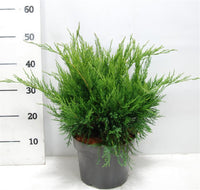 Pfitzer-en – Juniperus pfitzeriana 'Mint Julep' - C5 30-40 cm.