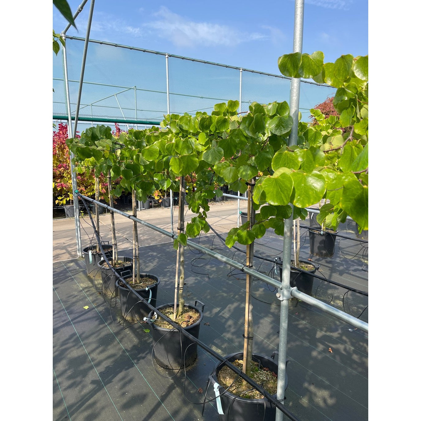 Judasträd – Cercis canadensis 'Traveller' - 120 CM Stem C30