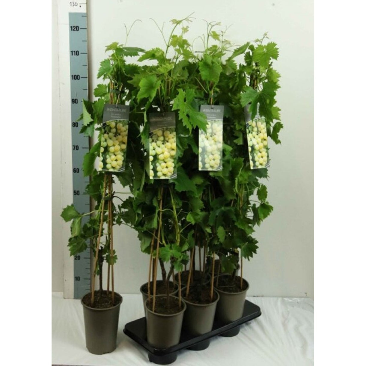 Vinranka – Vitis 'Gelber Muskateller' - C3 80-100 CM Stick