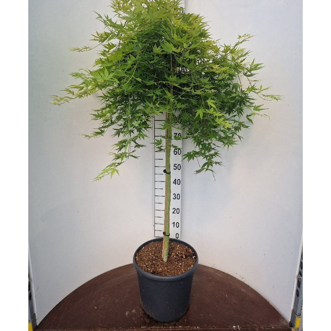 Japansk lönn – Acer pal. 'Ryusen' - 90 CM Stem C20