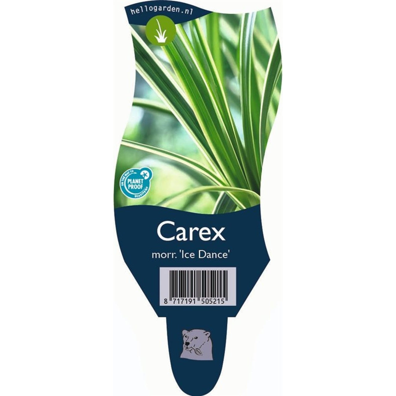 Starr – Carex morrowii 'Ice Dance' - P11