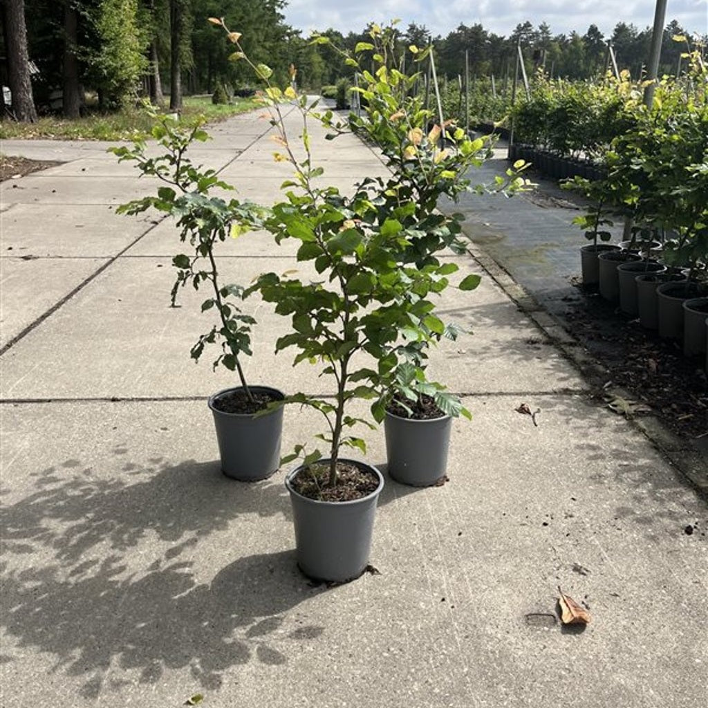 Blodbok – Fagus sylvatica - C3.5 60-80 CM