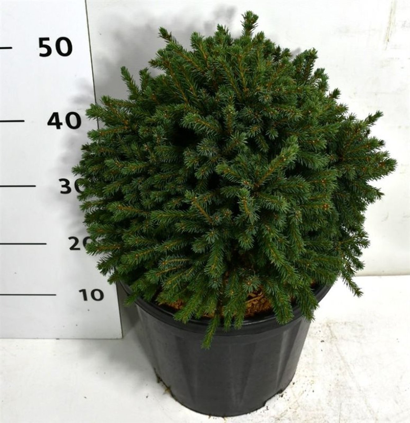 Albertagran – Picea glauca &