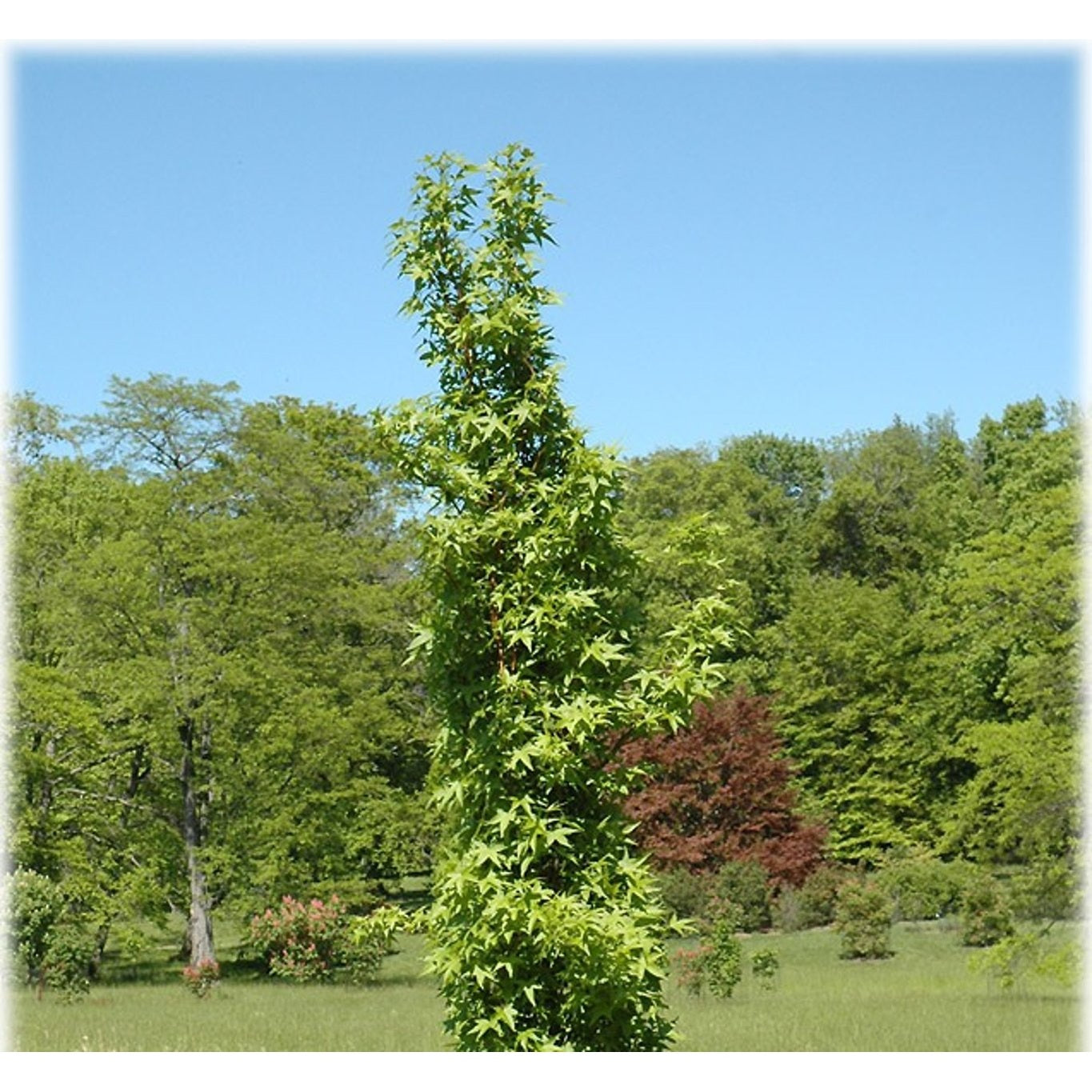 Amerikanskt ambra – Liquidambar styraciflua 'Slender Silhouette' - C35 12/14 Feathered