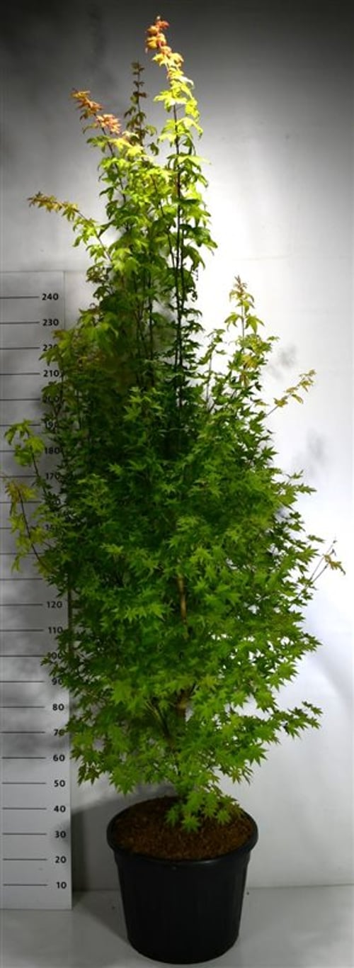 Japansk lönn – Acer palmatum &