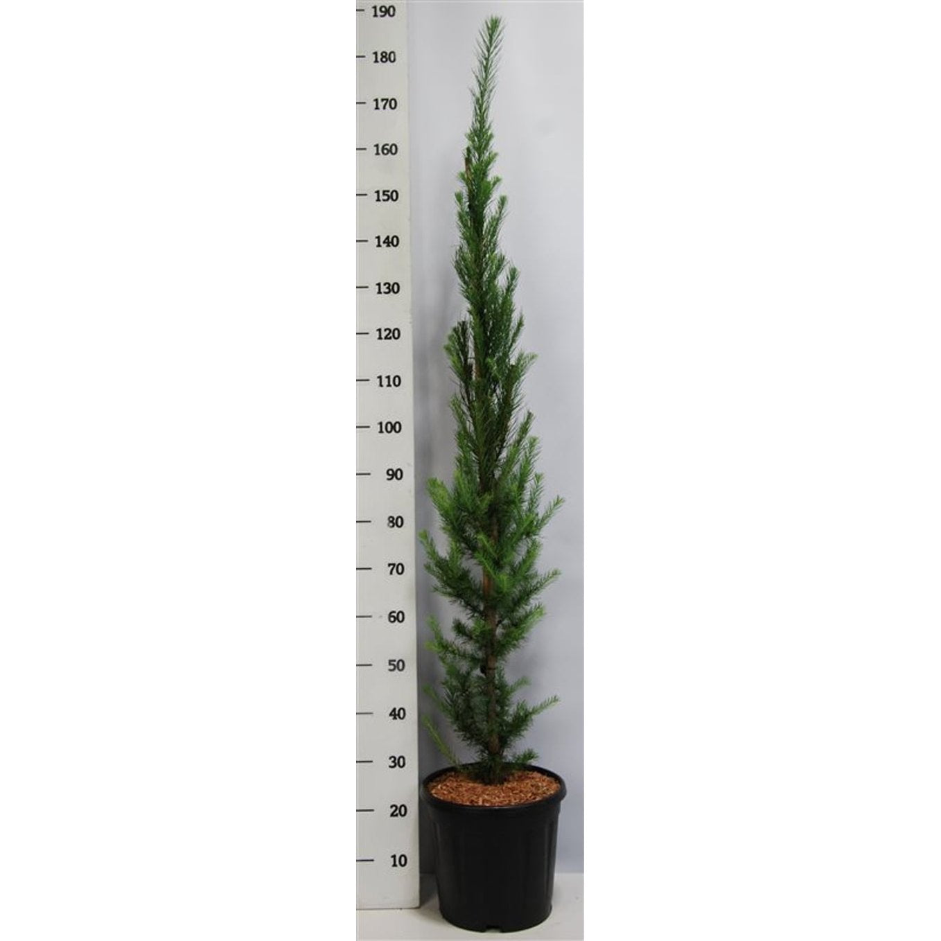 Japansk lärk – Larix kaempferi 'Jakobsen's Pyramid' - C12 150-175 CM