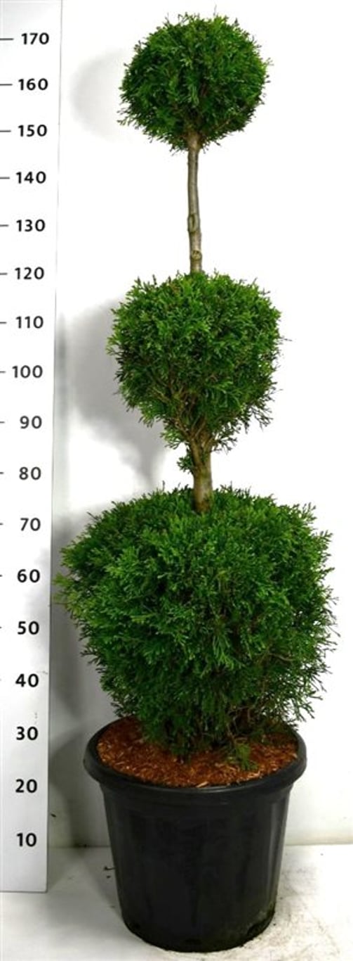 Thuja – Thuja occidentalis &
