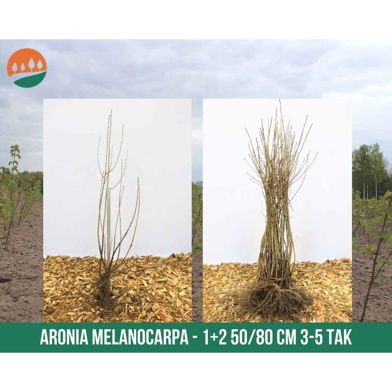 Svartaronia – Aronia melanocarpa - 50-80 CM bare root 1/2   3-5 branche