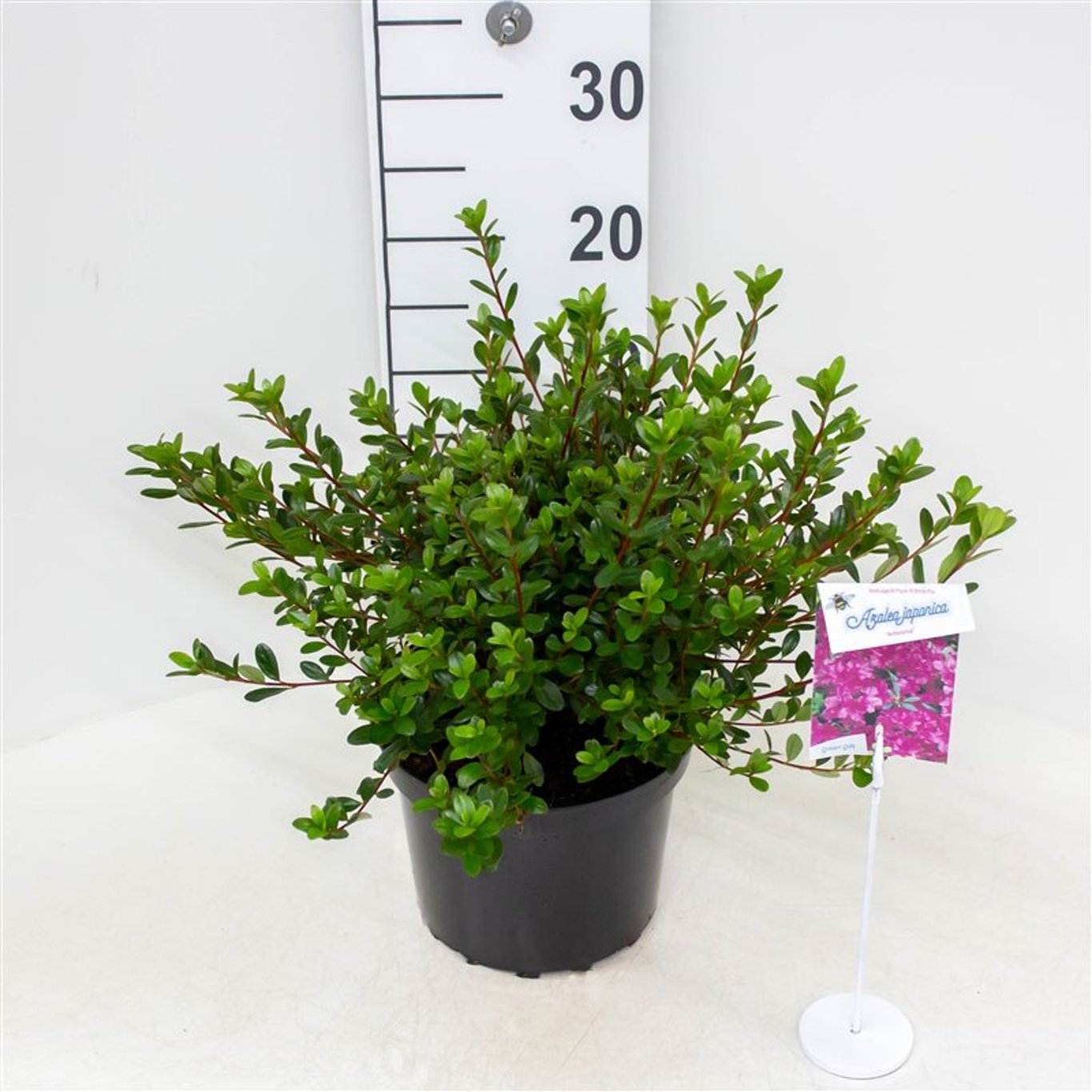 Rhododendron – Rhododendron (AJ); 'Amoena' - C4 25-30 CM